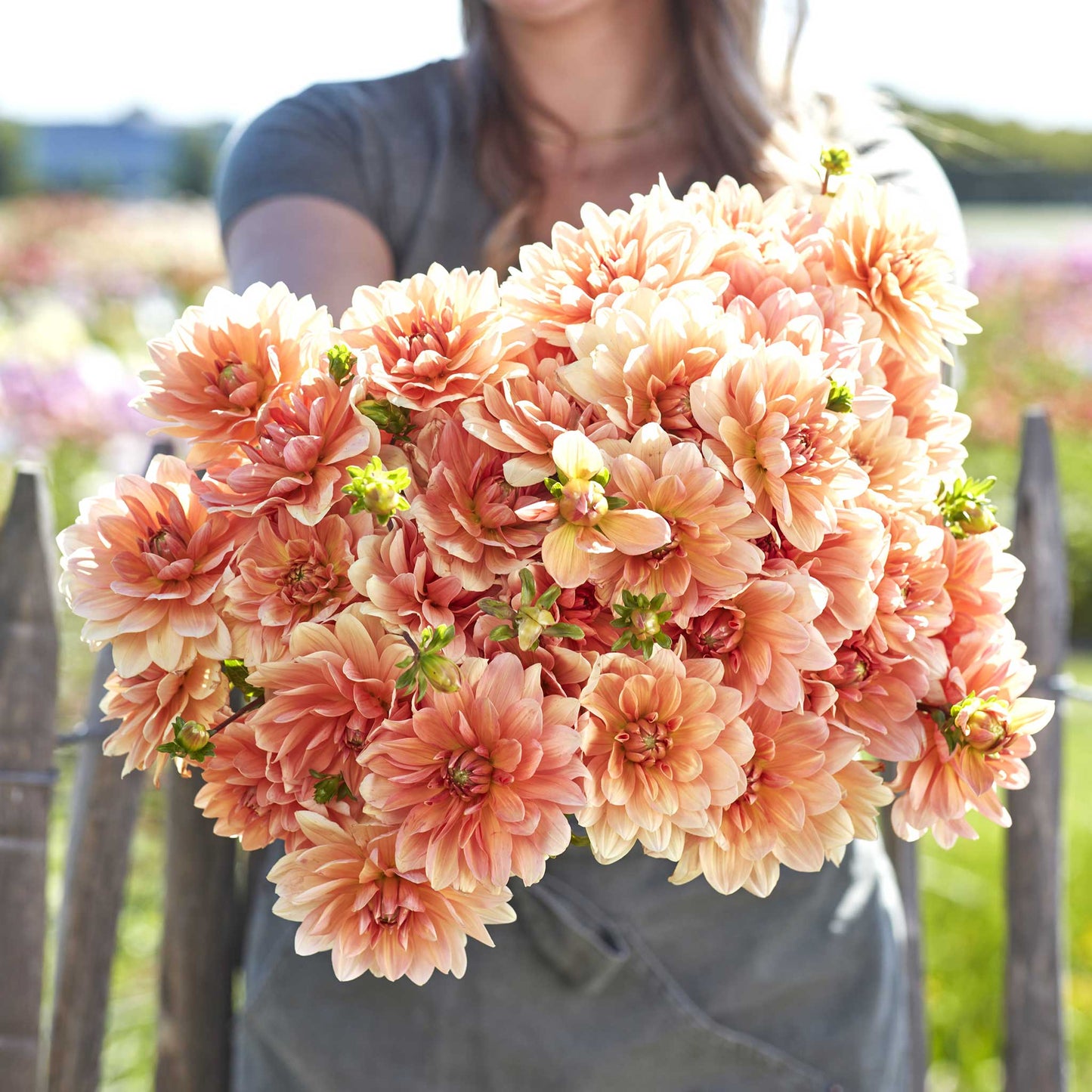 Dahlia Bulbs (Waterlily) - Apricot Desire