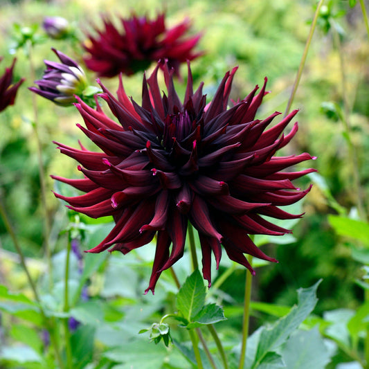 Dahlia Bulbs (Semi-Cactus) - Black Narcissus