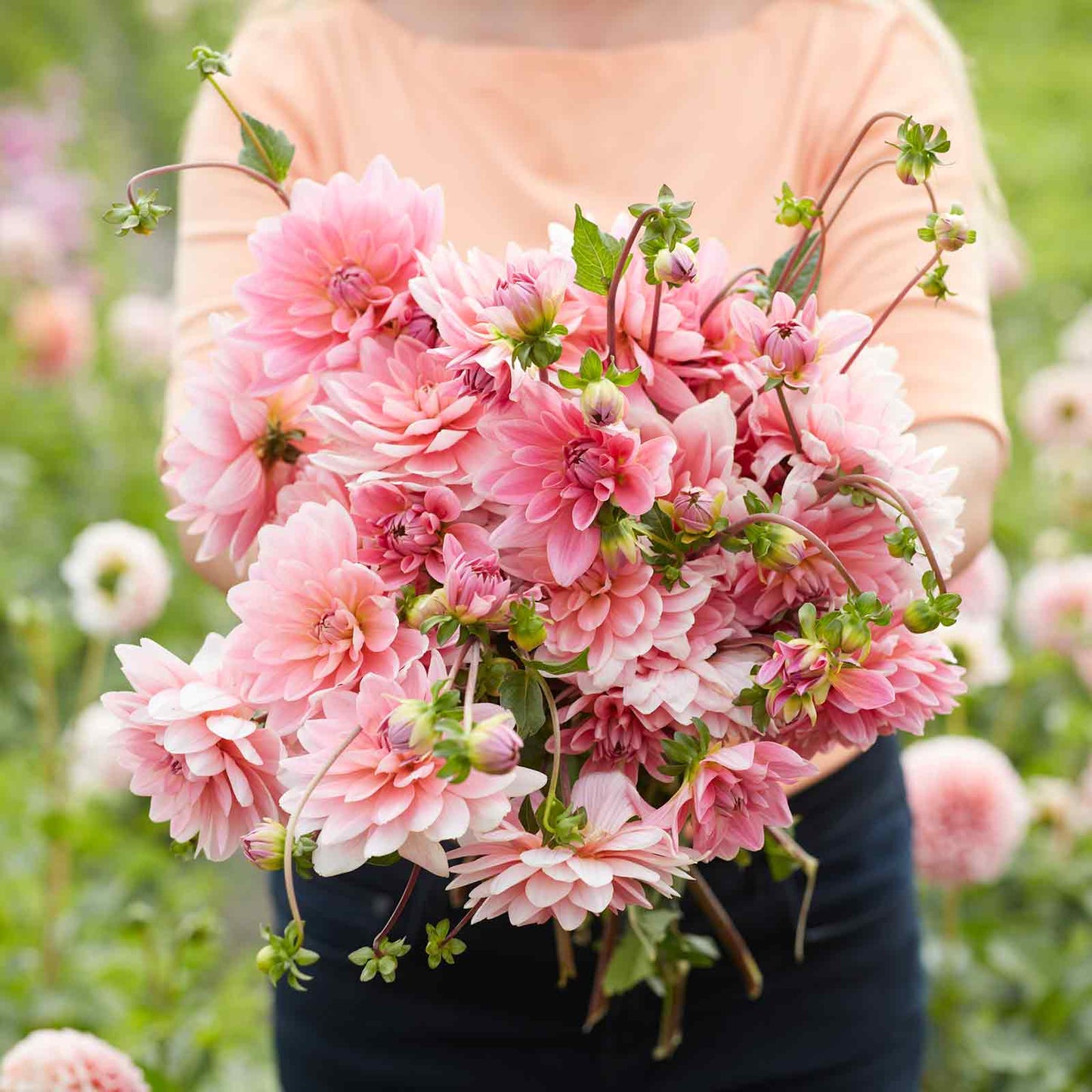 Dahlia Bulbs (Decorative) - Gerrie Hoek