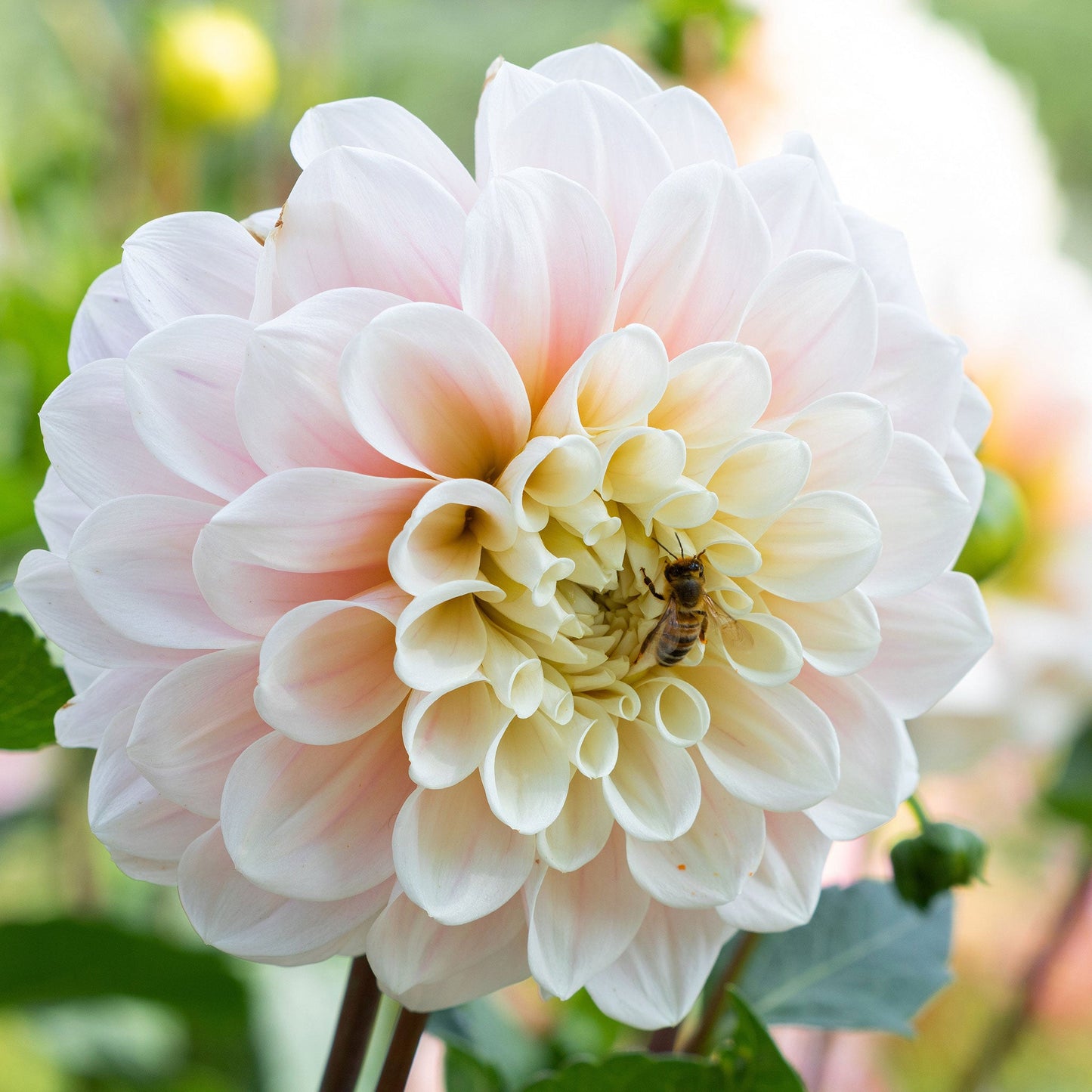 Dahlia Bulbs (Decorative) - Sweet Nathalie