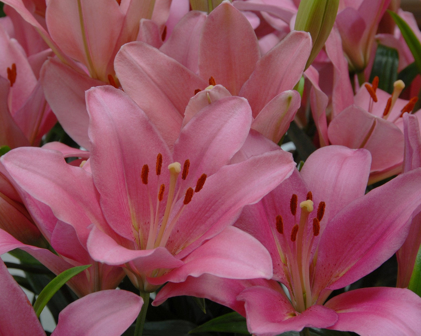 Lily 'Brindisi'