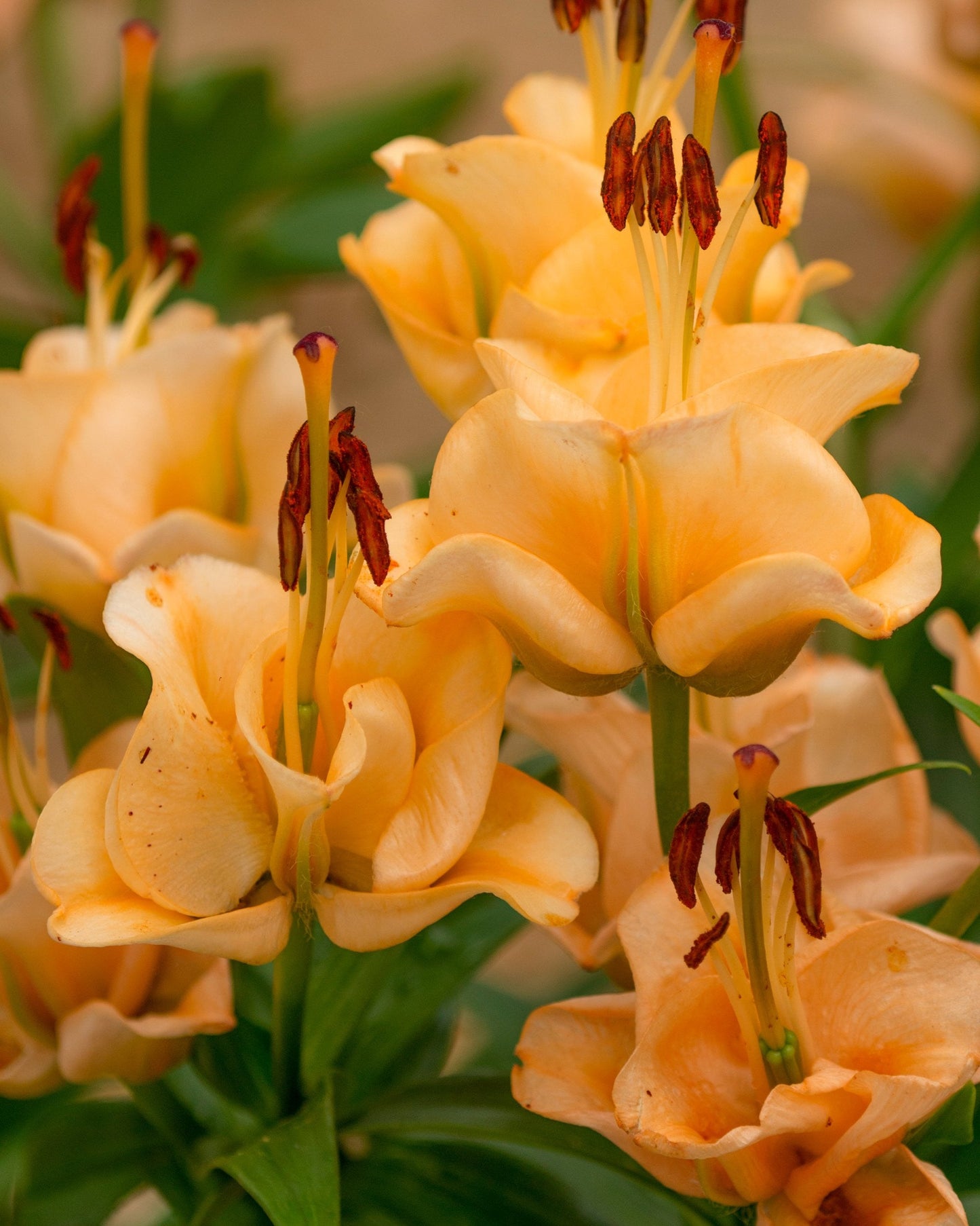 Lily 'Apricot Fudge'