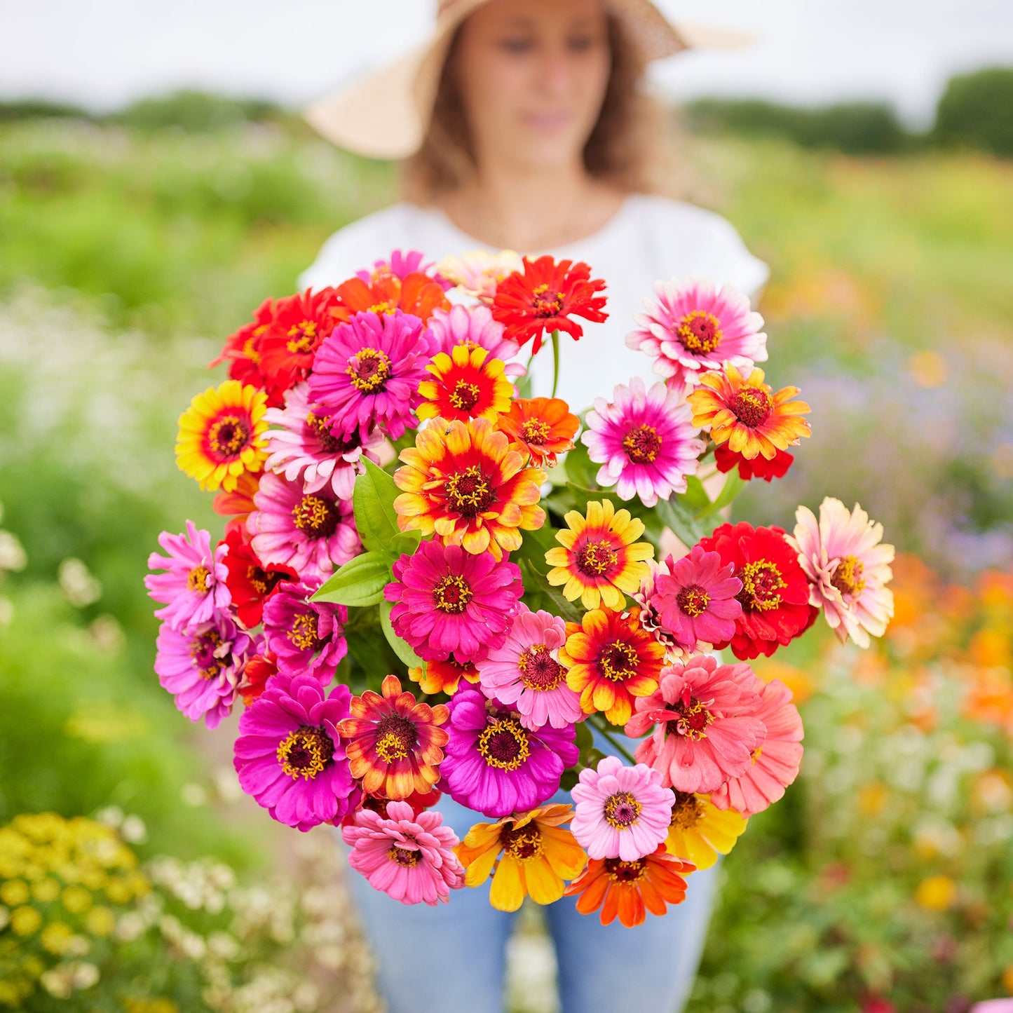 Zinnia Seeds - Carrousel Mixed