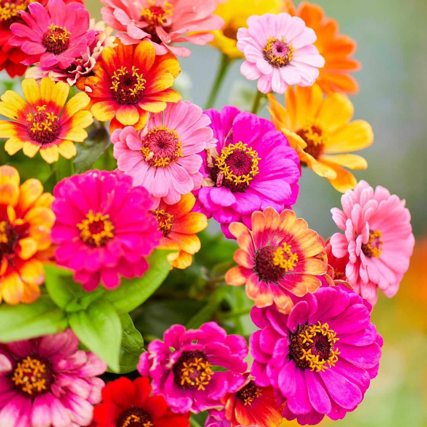 Zinnia Seeds - Carrousel Mixed