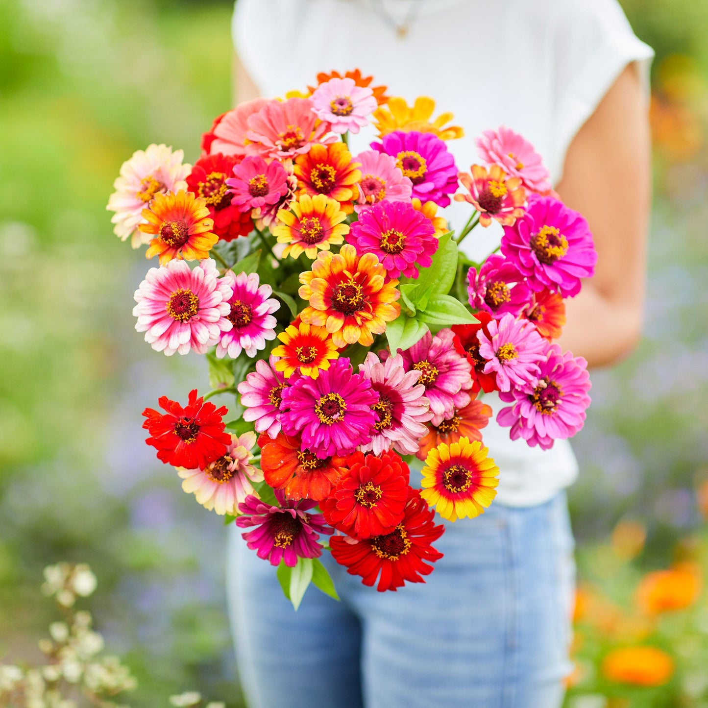 Zinnia Seeds - Carrousel Mixed