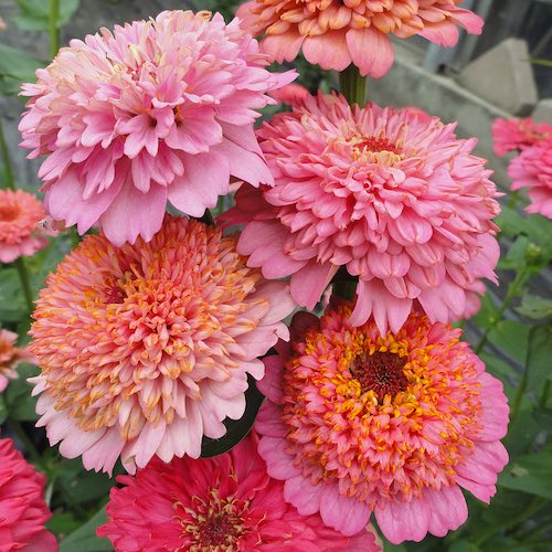 Zinnia Seeds - Cupcakes Pink Mix