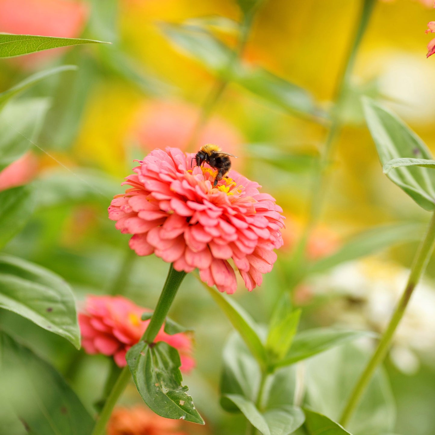 Zinnia Seeds - Pumila Salmon