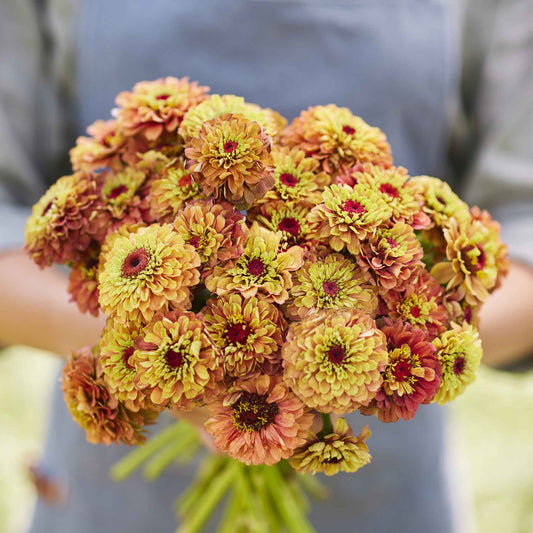 Zinnia Seeds - Queen Lime Orange