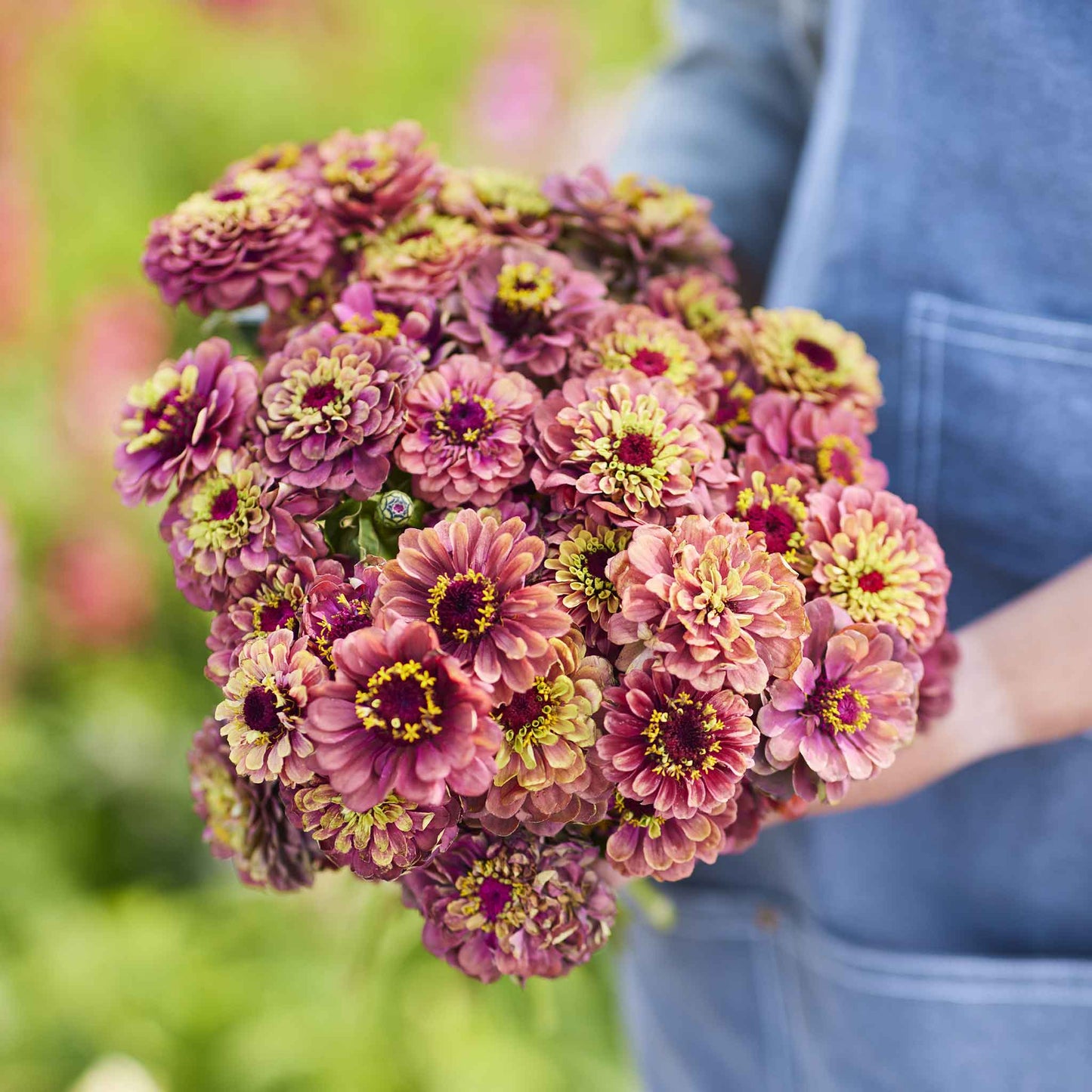 Zinnia Seeds - Queen Lime Red